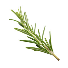 Fototapeta premium Fresh Green Rosemary Sprig Isolated on White Background for Herb and Fragrant Spice Culinary Concepts