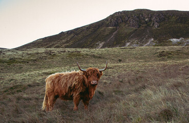 highland cow standing in landscape of scotland