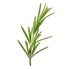 Fototapeta premium Single fresh green rosemary sprig isolated on white background, aromatic culinary herb for seasoning and essential oil