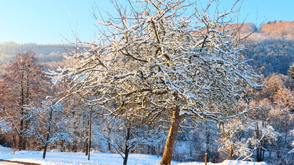 Obstgarten in Winterlandschaft, Wienerwald, Nieder&ouml;sterreich 