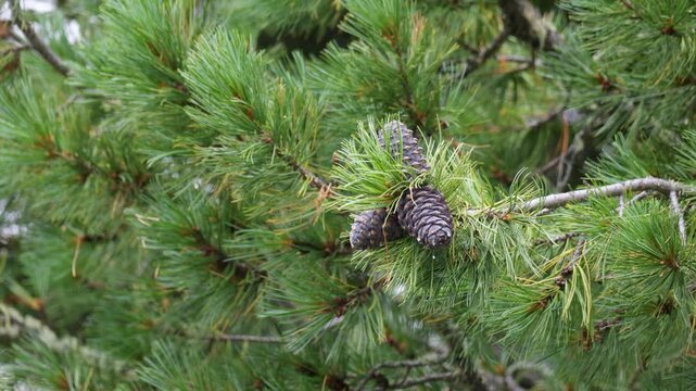 Cedar pine branch with cones. Close-up
