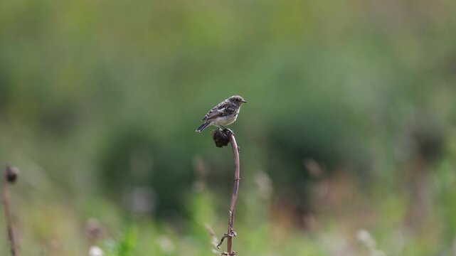 Amur stonechat sits on a dry blade of grass