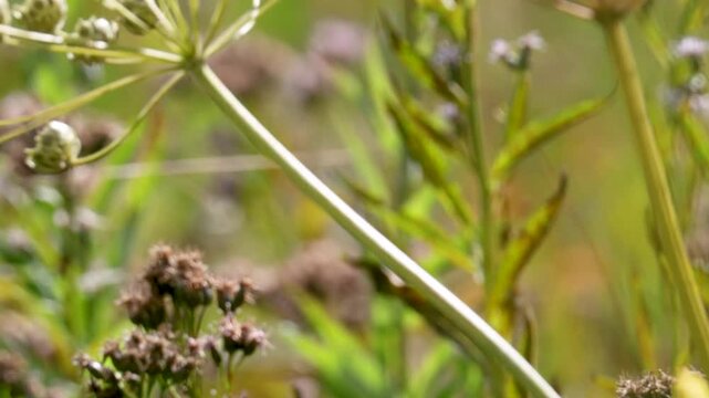 Amur stonechat sits on a dry blade of grass