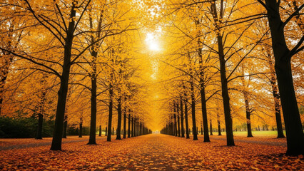 Autumn Tree Tunnel Golden Sunlight Nature Walk