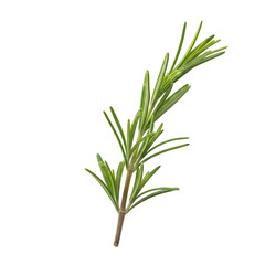 Obraz premium Fresh Rosemary Sprig Isolated on White Background, Fragrant Culinary Herb for Seasoning and Roasting