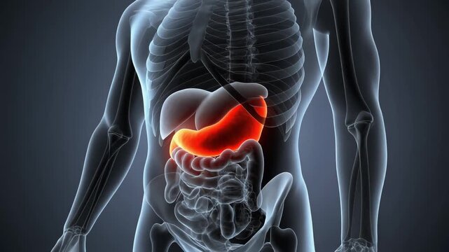 Human Body Anatomy with Red Highlighted Stomach Region Against Dark Gray Background Organ System Internal Organs