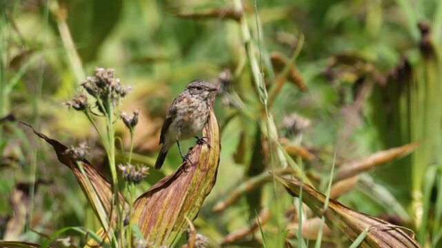 Amur stonechat sits on a dry blade of grass