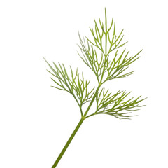 Fresh Green Dill Sprig Isolated on White Background - Fragrant Feathery Herb Garnish for Culinary Use and Healthy Cooking