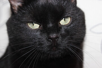 Close-up of a black cat with bright green eyes resting indoors during the afternoon