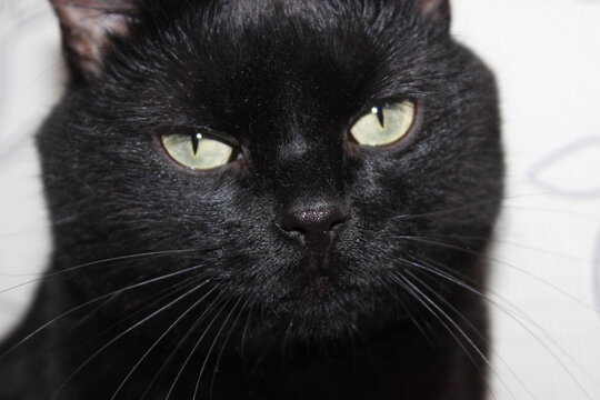 Close-up of a black cat with bright green eyes resting indoors during the afternoon - Powered by Adobe