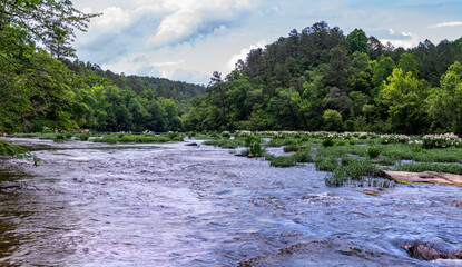 Cahaba River shows flowing water surrounded by lush greenery and blooming Shole lilies in May