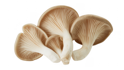 Three beige mushrooms with brown gills isolated on a transparent background