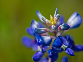 Close-up view of WildTexas bluebonnet or Texas lupine with green background during springtime bloom