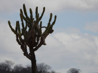 Cactus no Nordeste brasileiro