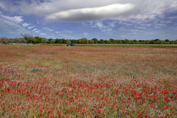 A field shows bright Indian Paintbrush and bluebonnets blooming. A tractor works in the distance under a blue sky with clouds, surrounded by wildflowers.