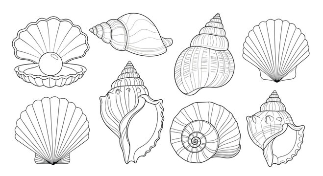 Set of detailed black and white line art illustrations of different seashells including scallops, snails, and a clam with a pearl inside.