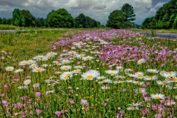 Bright wildflowers fill the median of a highway. Daisies and buttercups bloom among green grass. Dark clouds looms a storm builds overhead.