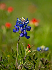 Texas bluebonnets and indian paint brush bloom alongside the road in springtime fields in Texas