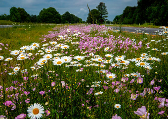 Primroses and daisies grow wild in the median of the road under a blue sky on a sunny day