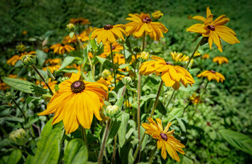 Yellow Rudbeckia daisies bloom in the sunshine among green leaves creating a vibrant scene in the garden