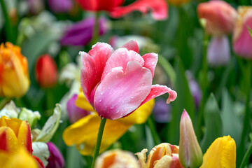 Fototapeta premium Various sorts of colorful tulips in spring blossom