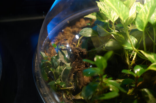 Large tarantula spider resting inside a spherical glass terrarium with lush green plants - Powered by Adobe