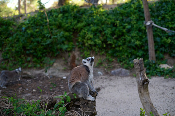 Obraz premium Ring-tailed lemur sitting on a wooden branch in a natural park environment