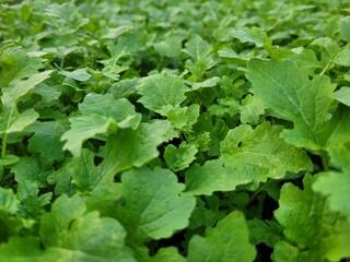 Mustard (Sinapis) is a valuable agricultural crop growing on a farm field.