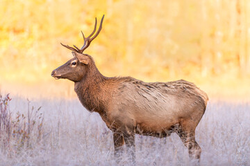 A big bull male elk in the grassy fields feeding during dawn
