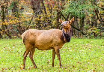 A female elk stands in a field looking off into the distance