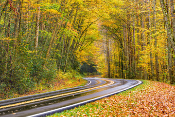 Fall foliage on a curvy road in the Smoky Mountains