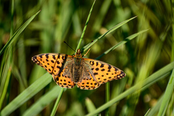 Obraz premium butterfly on grass