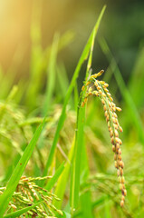 close up of ripening rice in a paddy field near Ubud, Bali, Indonesia