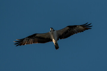 Fototapeta premium Osprey soaring with wings fully spread against deep blue sky
