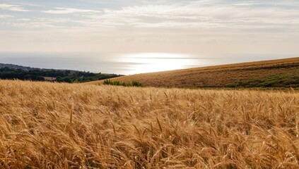 Obraz premium Grain crops in a rural landscape during harvest season, highlighting regional farming practices