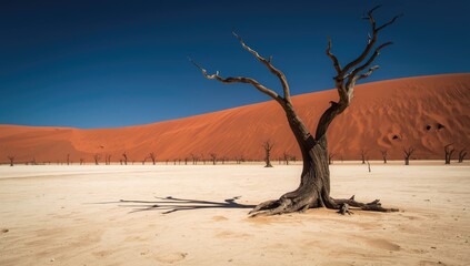 Dead Vlei landscape featuring dried acacia trees, vibrant red dunes, and a bright blue sky, highlighting desert preservation