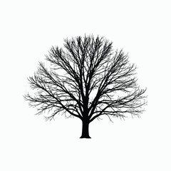 Obraz premium Leafless tree silhouette