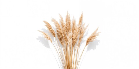 Fototapeta premium Fluffy dry grass flowers of Phragmites set against white background for environmental study, autumn or winter herbs