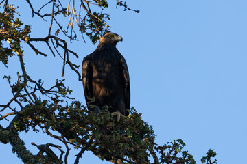 Golden eagle perched, seen in the wild in  North California