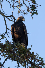 Golden eagle perched, seen in the wild in  North California