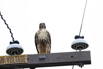red-tailed hawk perched on a power line, seen in the wild in  North California