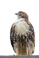 red-tailed hawk perched on a power line, seen in the wild in  North California