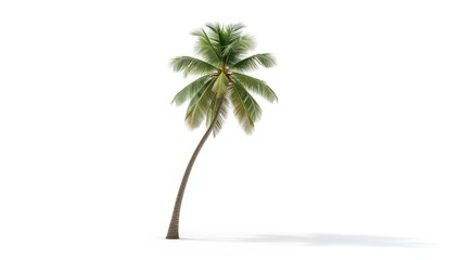 Obraz premium Isolated coconut palm on plain white background suitable for graphic layout backgrounds