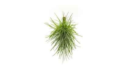 Single pine needles on a white backdrop serving as a botanical element for layouts