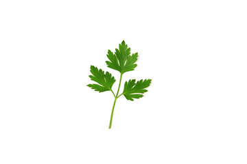 Fototapeta premium Fresh parsley leaves on white background