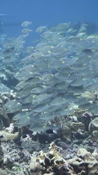 Striped bream swim in formation near a coral reef wall in Karang Hatta, Banda Sea.