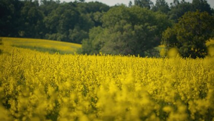 A vibrant yellow flower field with trees in the background serving as an editorial header background