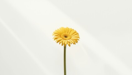 Isolated yellow flower on a plain white backdrop, floral motif for design, World Nature Day