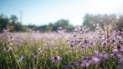 Obraz premium Garden of vibrant purple wildflowers with summer sunlight, ideal for text overlay backgrounds, nature, landscape, floral, blue hues