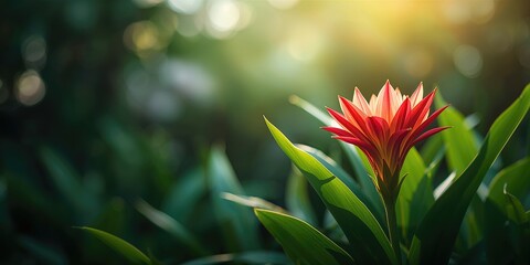 Obraz premium South Indian floral display featuring thechi flower, emphasizing regional plant use